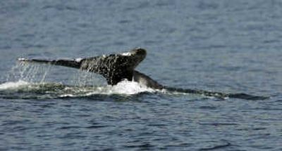 
A gray whale  dives off the Southern California coast near the Palos Verdes Peninsula on  Wednesday. Associated Press
 (Associated Press / The Spokesman-Review)
