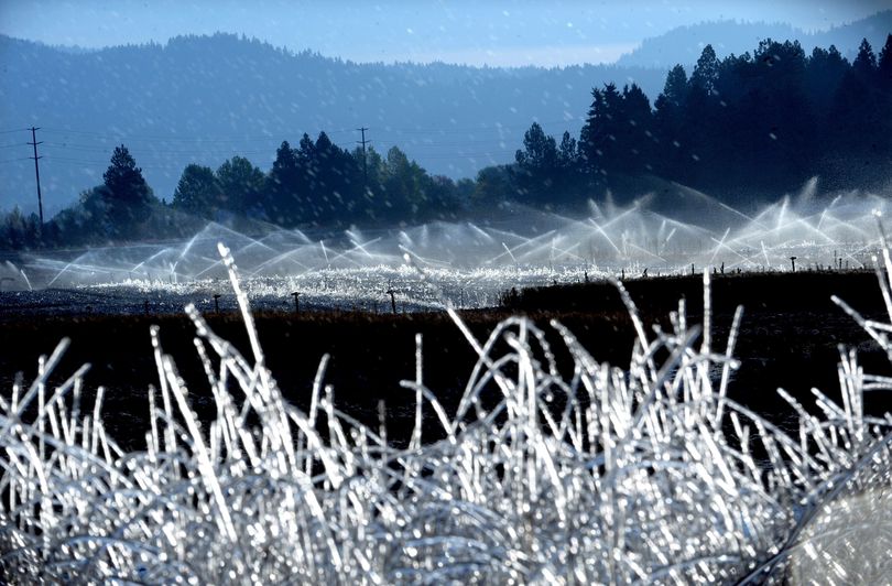 Freezing foliage: Ice formed during the morning watering at the U.S. Forest Service Nursery in Coeur d’Alene on Wednesday. Winter weather is making an appearance in the Inland Northwest. (Kathy Plonka)