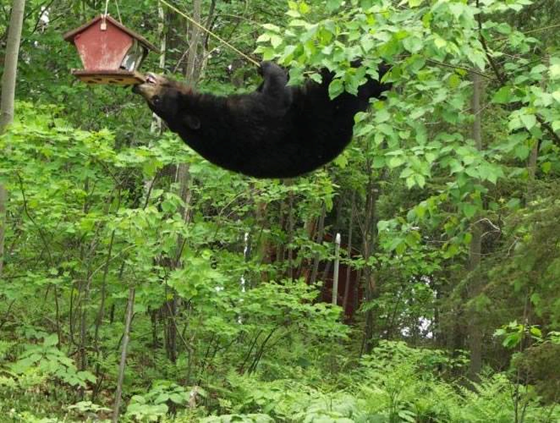 A problem-solving bear makes its way to a hanging bird feeder.