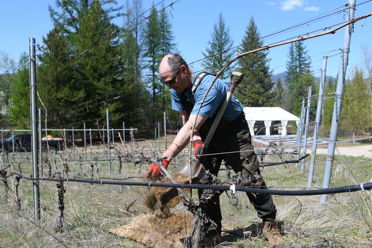 Mountain Soul winery owner Trevor Miller plants a bare root Riesling vine, sourced from Washington state, at his vineyard near Fruitvale, British Columbia, on April 24, 20205. (James Hanlon/The Spokesman-Review)