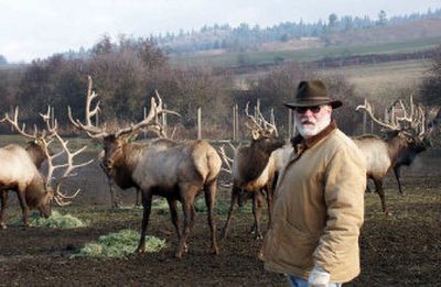
Bob Ebert has an elk ranch, the Coeur d'Alene Elk Co., on an 83-acre spread 12 miles south of Coeur d'Alene.
 (Mike Kincaid/Handle Extra / The Spokesman-Review)