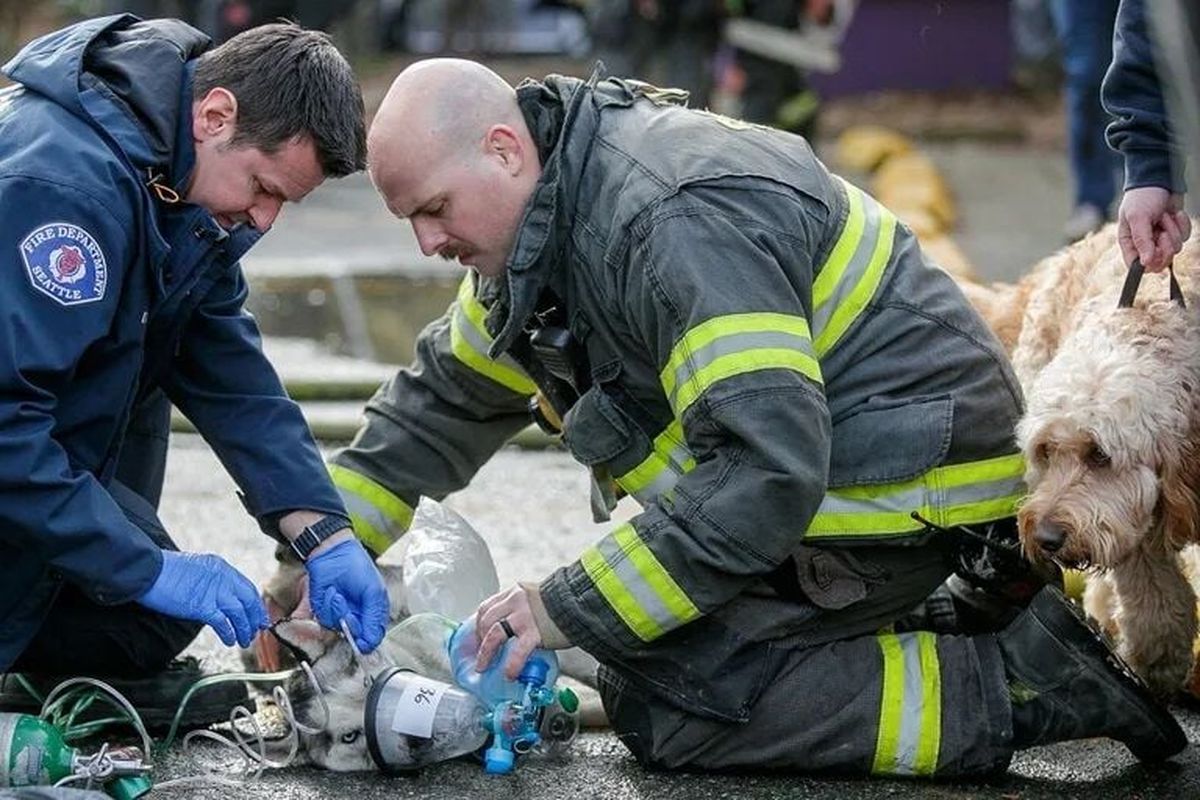 First responders care for a dog after a fire broke out Wednesday at The Dog Resort on Lake City Way in Seattle.  (Kevin Clark/Seattle Times)