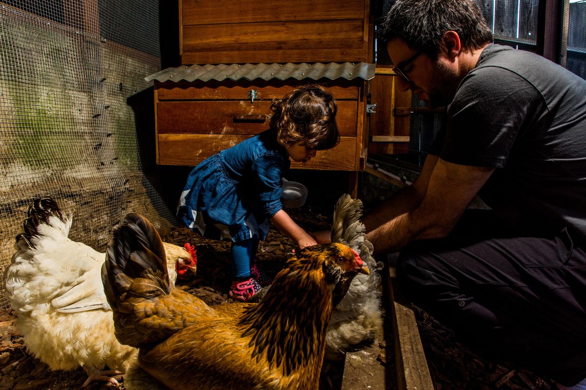 Matt Van Horn and his 2-year-old daughter Sadie feed their chickens in the coop located below their deck. (Christie Hemm Klok / Washington Post)