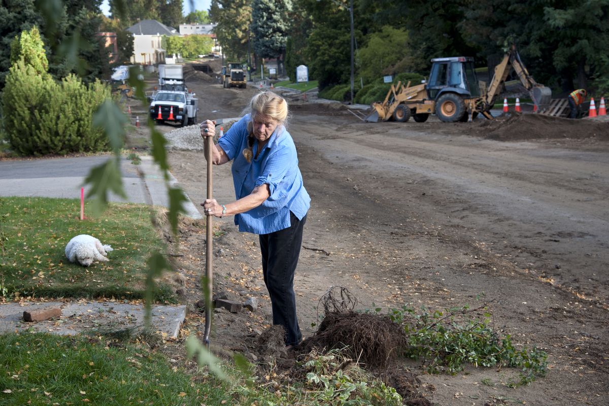 Alexandria Shreffler digs out her clematis plant at 11th Avenue and Monroe Street on Thursday before work crews reach her section of road. (Dan Pelle)