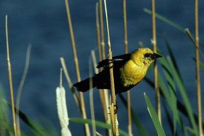 The Spokesman-Review Borrow a bird guide to identify this Turnbull resident. Can you name it? Answer below. (File / The Spokesman-Review)