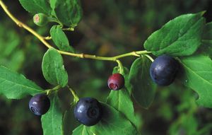 Huckleberries, the region’s iconic fruit, inspired readers to pick up pens with their purple fingers and write delicious poetry. (File Associated Press / The Spokesman-Review)