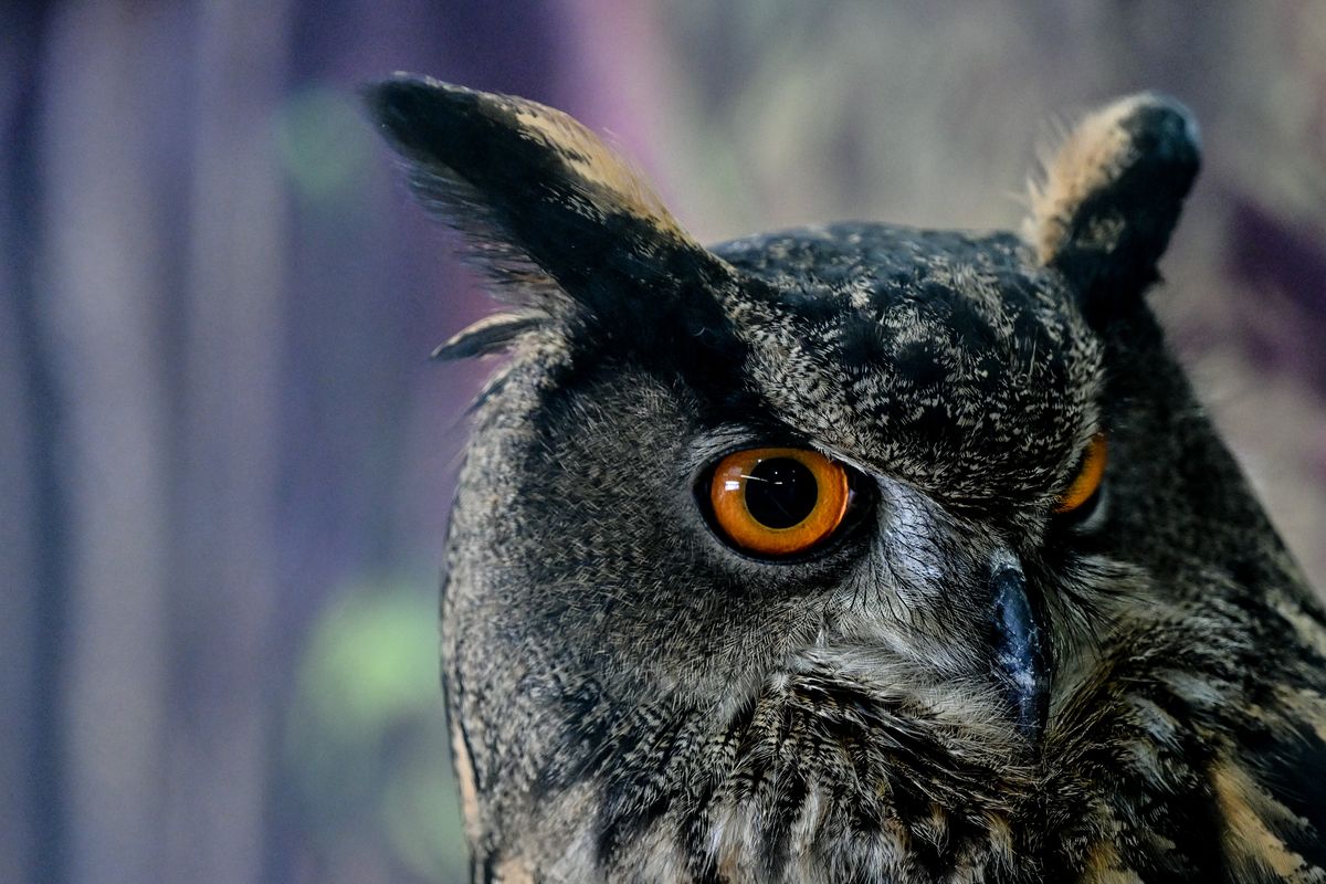 Ollie, a five-year old Eurasian eagle-owl Birds sizes up fair-goers as they admire him on Tuesday, Sep. 10, 2024, at the Spokane Interstate Fair in Spokane, Wash.  (Tyler Tjomsland/The Spokesman-Review)