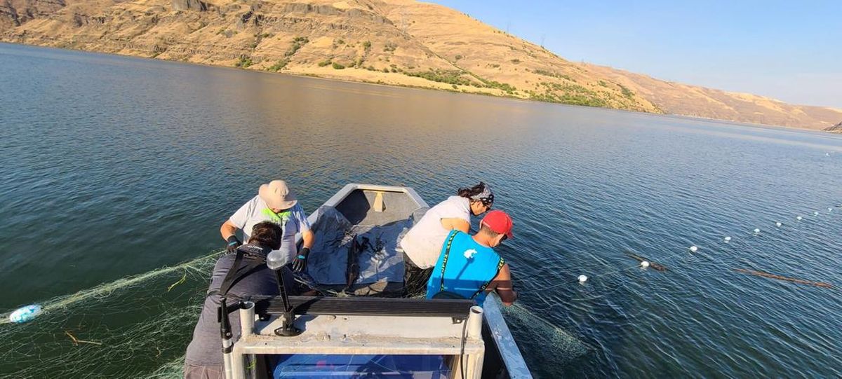 Nez Perce tribal members haul in a gill net on the Lower Granite Reservoir. The tribe intends to use gill nets and drift nets on the Clearwater River this spring.  (Courtesy of Joseph Oatman)