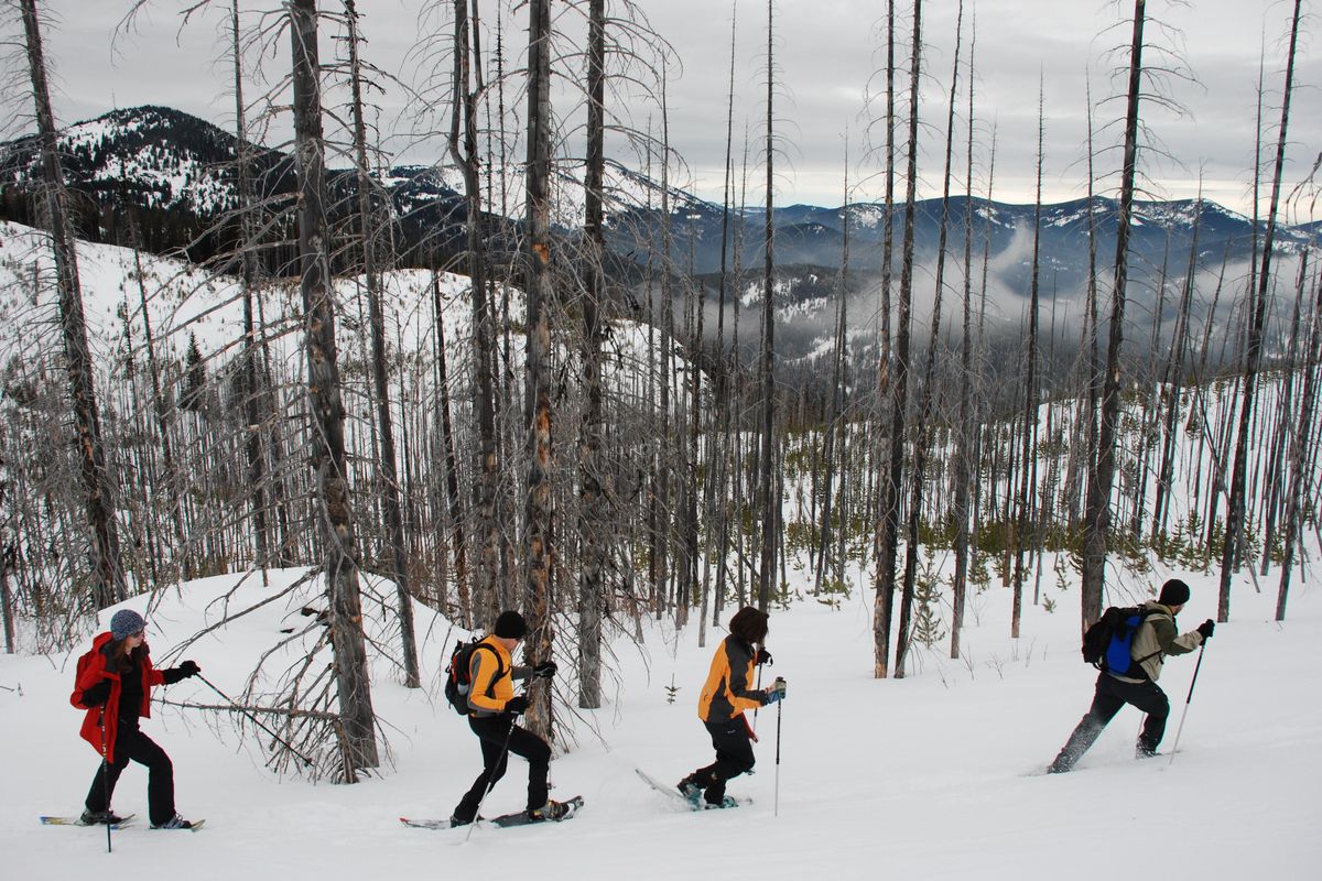 A snowshoeing group led by Spokane Parks and Recreation Department explores the Sherman Peak area east of Republic, Wash. (Rich Landers / The Spokesman-Review)