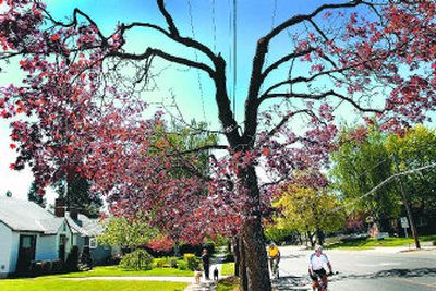
Cyclists ride along Grand Boulevard south of 31st Avenue, where  an Avista contractor pruned trees in effort to clear branches away from power lines.
 (BRIAN PLONKA photos / The Spokesman-Review)