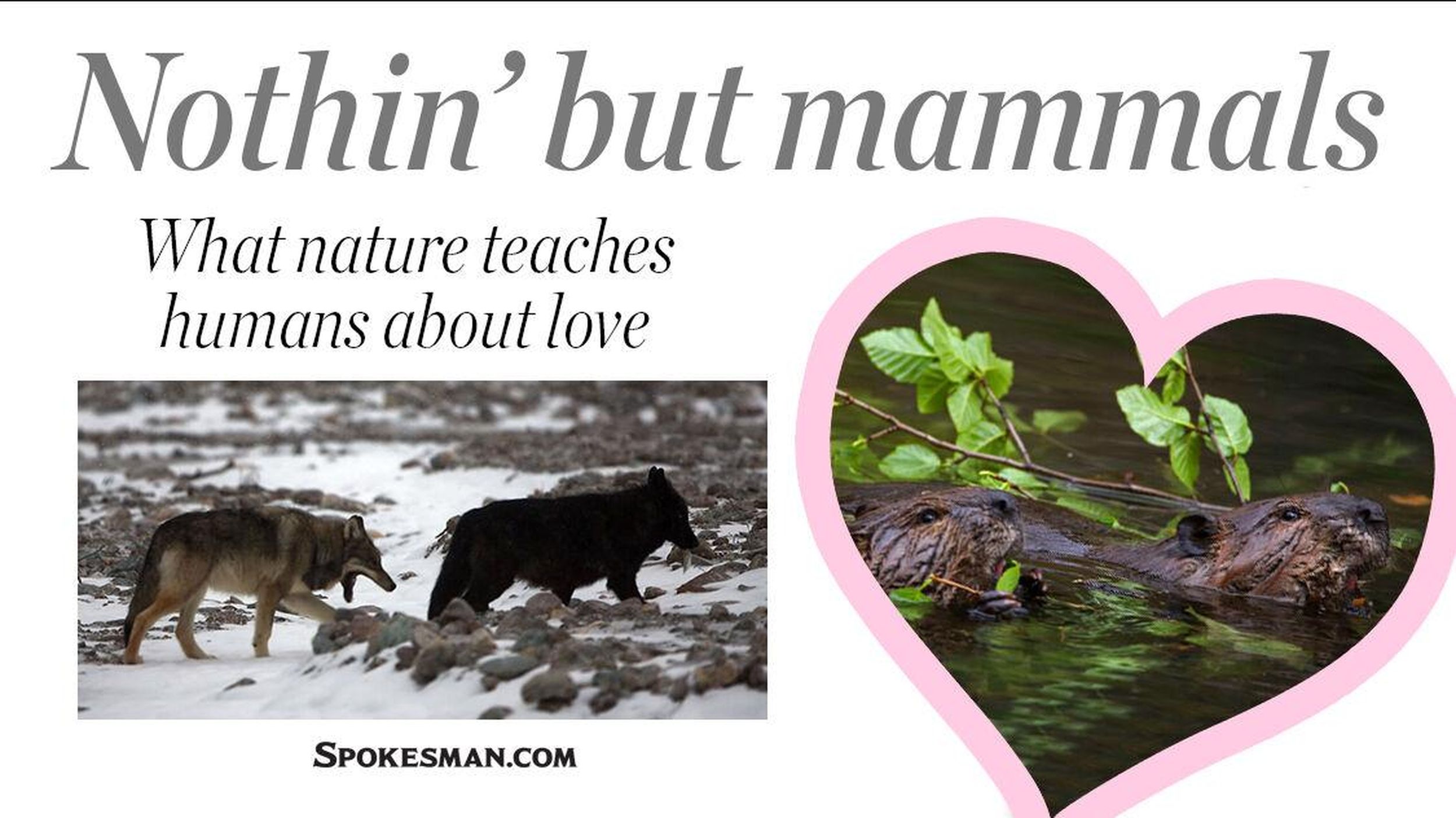 Nothin' but mammals: What wild animals show us about courtship, love and  affection | The Spokesman-Review