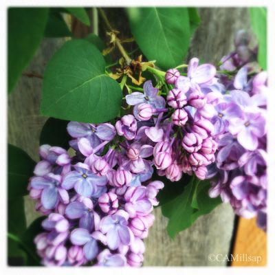  (Cheryl-Anne Millsap / Photo by Cheryl-Anne Millsap)