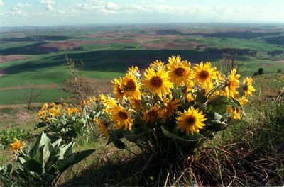 Arrowleaf balsam root beckons Kamiak Butte hikers. (FILE / The Spokesman-Review)