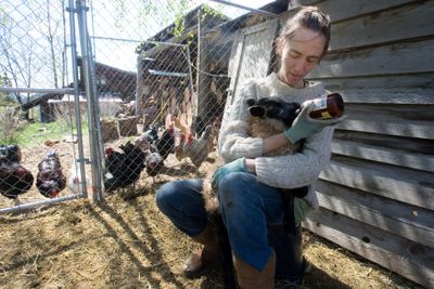 Tania Rapp bottle-feeds a lamb from a fenced pen at her home near Carlton, Wash. She and her husband Carl used to raise alpacas, but after a cougar attacked last winter, they got rid of them to minimize the risk of drawing predators, including wolves, close to their home.  (Associated Press / The Spokesman-Review)