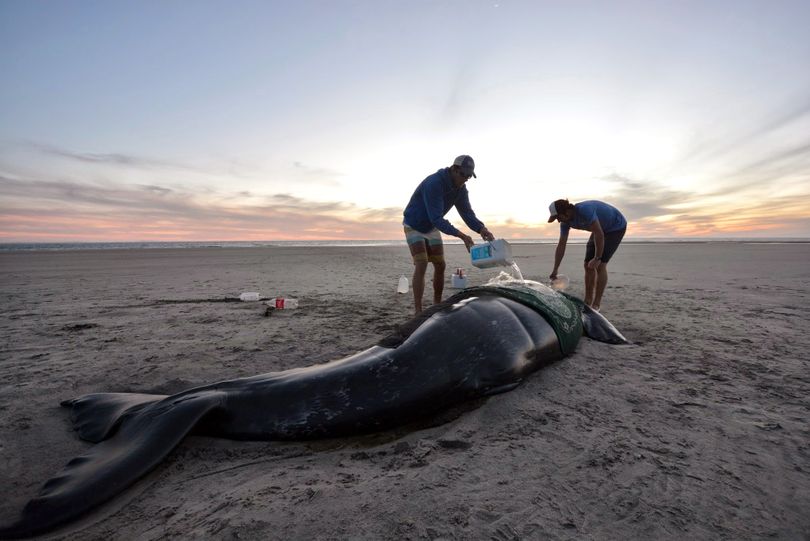 Sea kayaking guides Chris Garcia, left, and Sam Morrison tend to a gray whale calf stranded on a Pacific beach along Baja Mexico. (Photo Morrison / The Spokesman-Review)