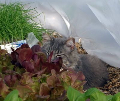 Gwyneth Cadwell, of Newman Lake, submitted this picture of Mr. Longtails enjoying a nap on a healthy bed of lettuce during the April showers. 