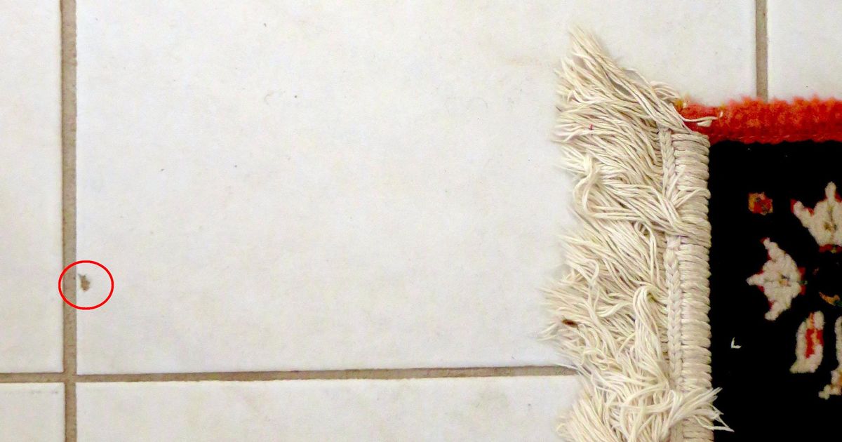 How to repair a chipped tile with epoxy and paint The SpokesmanReview