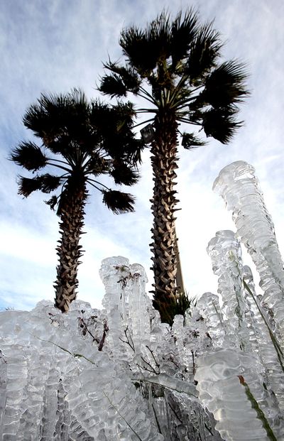 Ice-covered plants are seen in Panama City Beach, Fla., on Tuesday. Sprinklers left on overnight created the icy cover. (Associated Press)