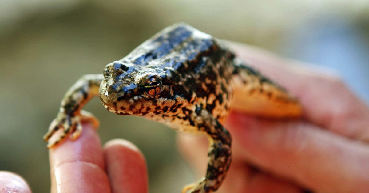 California’s drought and wildfires threaten endangered frog