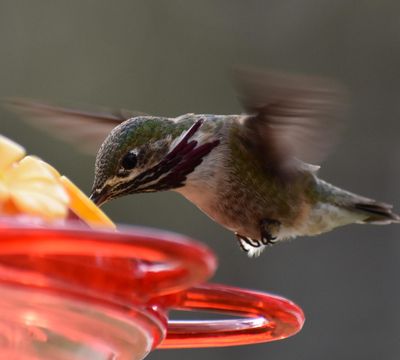 A male calliope hummingbird drinks from Angela Roth's bird feeder in late April. (COURTESY of Angela Roth)