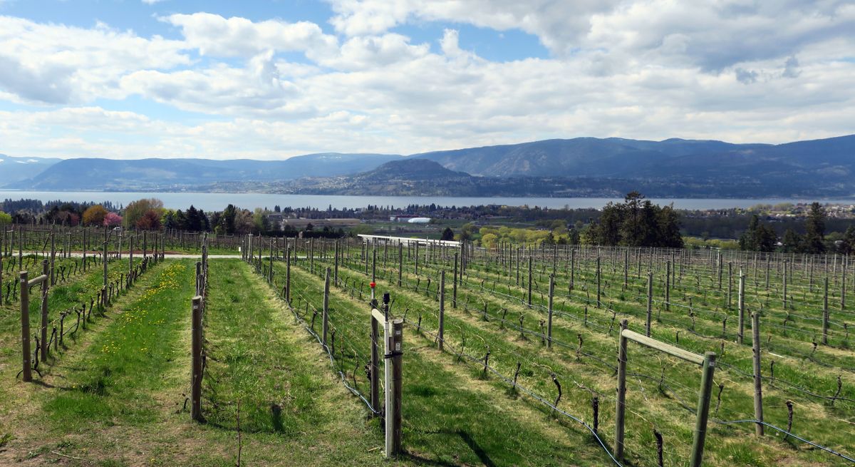 There are loads of Instagram-worthy photo opportunities when touring this gorgeous wine country. This is the view from Tantalus Vineyards in Kelowna, B.C. (Leslie Kelly)