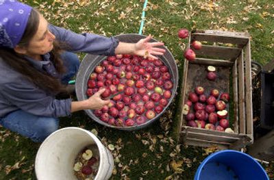 
1 Sally Burkhart prepares to make apple cider by separating bruised McIntosh apples from a larger basket. 
 (Photos by Brian Immel / The Spokesman-Review)