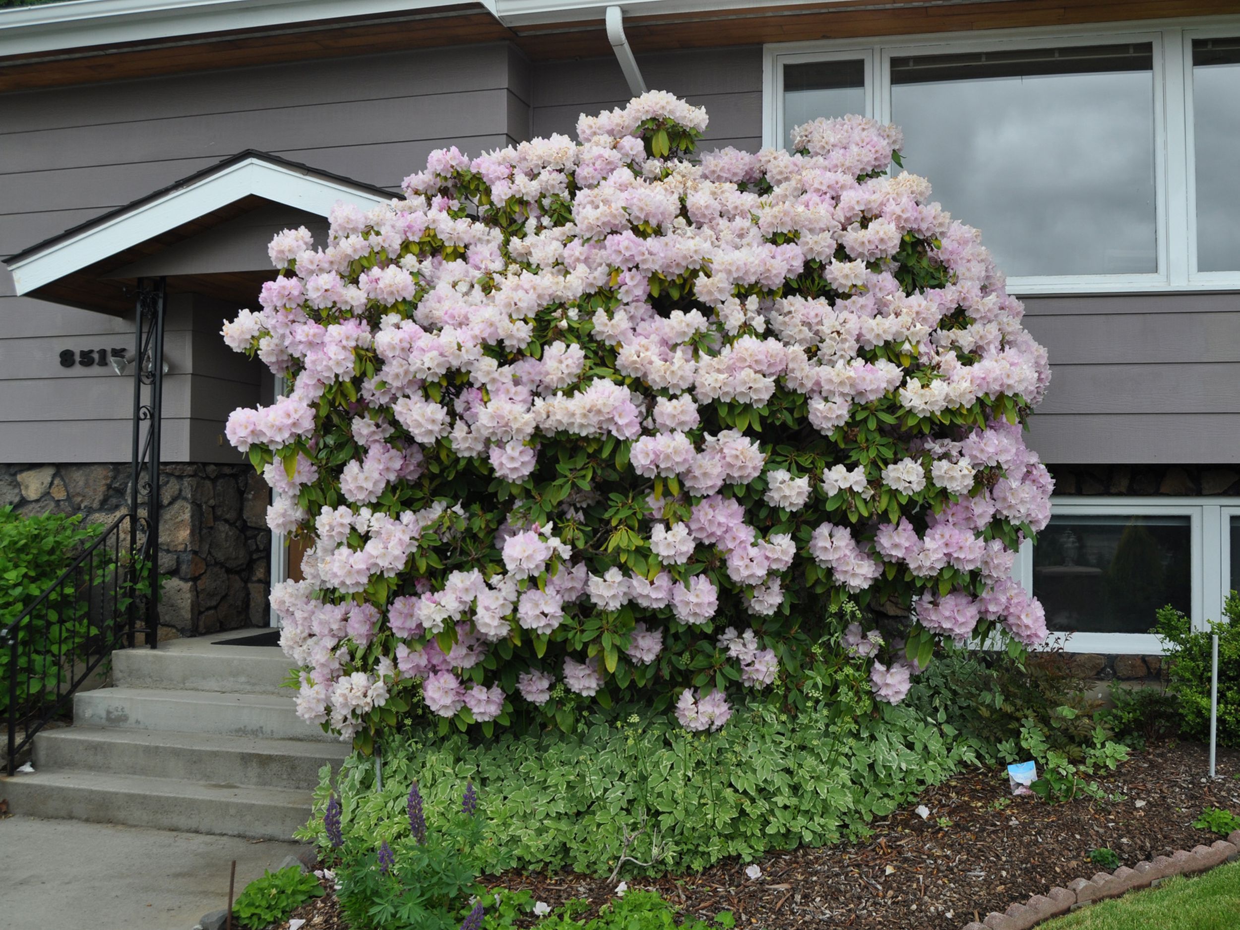 rhododendron mit kompost düngen Rhododendron Dünger von Flora Boost