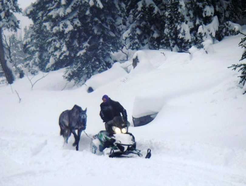 A 6-year-old pack horse named Valentine is led out of the Bridger-Teton National Forest on Dec. 20. by Swift Creek Outfitters owner and operator BJ Hill. Valentine survived in the wintery backcountry alone for six weeks. (U.S. Forest Service)