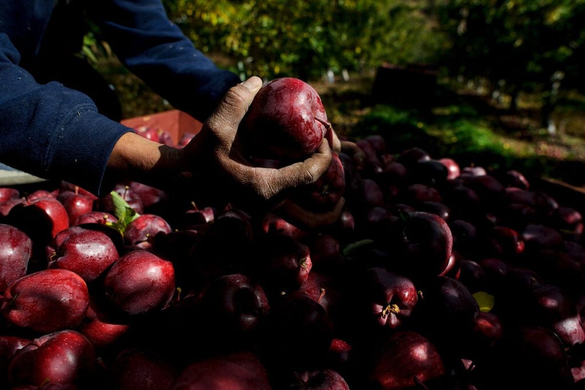 An apple worker holds a piece of fruit he picked on Oct. 20, 2017, in an orchard north of Manson, Wash. Growers are experiencing excellent conditions for the 2023 harvest, industry officials said.  (TYLER TJOMSLAND/THE SPOKESMAN-REVIEW)
