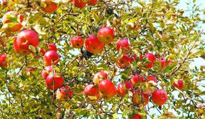 
Identifying the pests in your apple tree is the first step toward their extermination.
 (sxc / The Spokesman-Review)