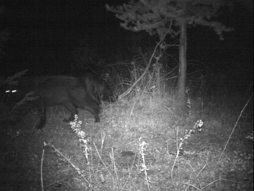 Northeastern Washington's Smackout Pack is known for having a high-percentage of black-furred wolves. (Washington Department of Fish and Wildlife)