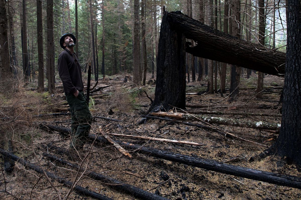 Jason Jerman, silviculturist for Coeur d’Alene River Ranger District, walks through part of the Grizzly Complex fire north of Prichard, Idaho, on Friday, Oct. 9, 2015. (Kathy Plonka / The Spokesman-Review)