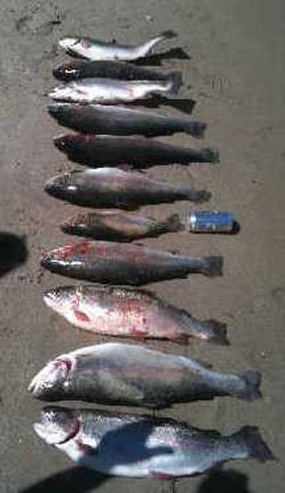 Several limits of large rainbow trout caught in Lake Rufus Woods over the Fourth of July weekend, 2011. (Dale Davis)