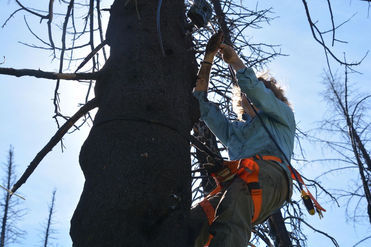 Wildlife biologist Michelle Kemner deploys a game camera as part of idaho Fish and Game