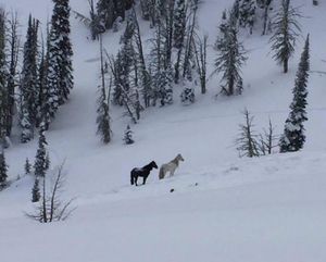 A pair of horses are stuck in a bowl corralled by snowdrifts at around 8,000 feet elevation near McCall, Idaho.  (Jeff Halligan)
