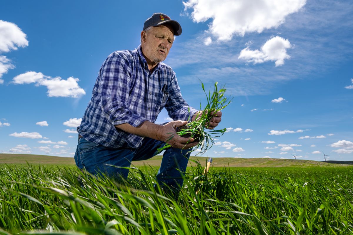 “This is the second-driest year that I’ve seen since 1977,” said longtime Whitman County wheat farmer Roger Pennell as he shows the soil on his crop of soft-white spring wheat that is struggling under drought conditions near Oakesdale, Wash., on Wednesday.  (COLIN MULVANY/THE SPOKESMAN-REVIEW)