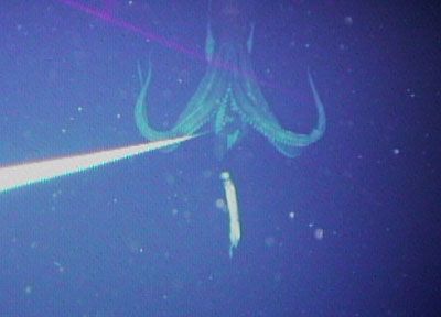 
In this photo released by Dr. Tsunemi Kubodera of the National Science Museum, a 26-foot-long Architeuthis attacks a prey hung by a white rope, left, at 900 yards deep off the coast of Japan's Bonin islands in the fall of 2004. 
 (Associated Press / The Spokesman-Review)