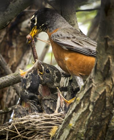 Soon to be bob, bob, bobbin’ along: An American robin feeds a worm to its three chicks nested in a tree in upper Lincoln Park on Tuesday in Spokane. After robin eggs hatch, the chicks leave the nest about two weeks later. (Colin Mulvany)
