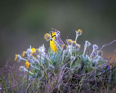 Call of the wild prairie: A meadowlark belts out a call from an otherwise camouflaged position among blooming arrowleaf balsamroot west of Spokane. (Sharon Lindsay / Courtesy)