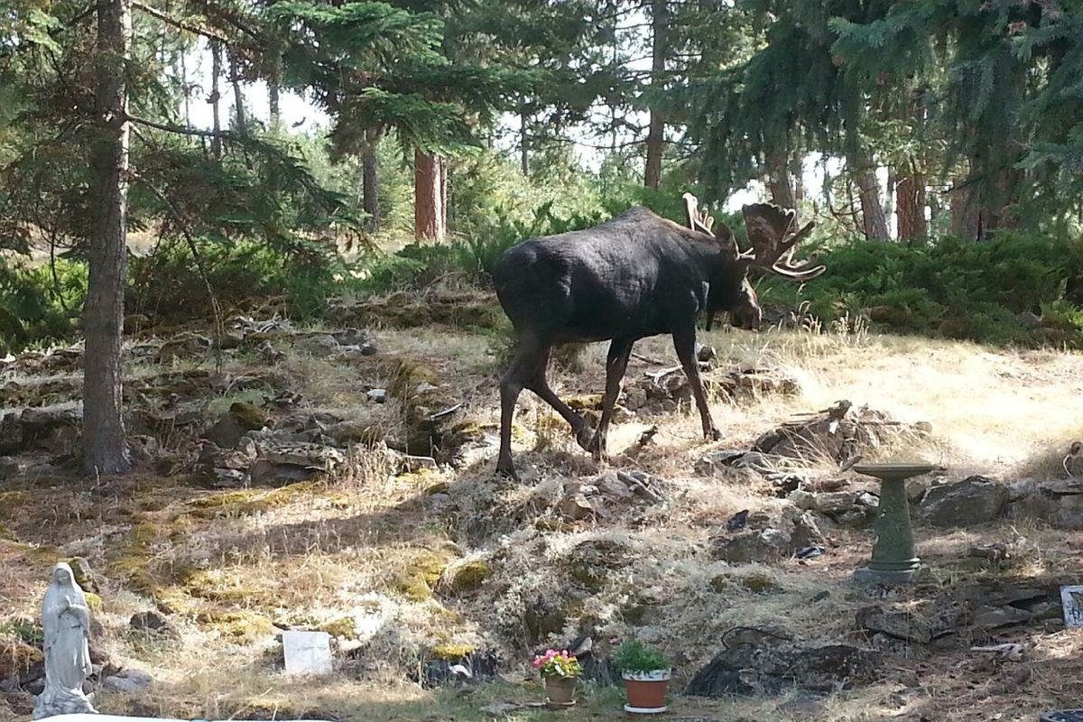 A bull moose walks away after lounging in the kiddie pool at the Johnson family residence in the Painted Hills of Spokane Valley hear Dishman-Mica Road. (Kathy Johnson)