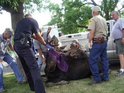 
Wildlife researcher Neil Anderson, far left, prepares to take a blood sample from a bull moose found roaming a neighborhood in Livingston, Mont., on Monday.Associated Press
 (Associated Press / The Spokesman-Review)