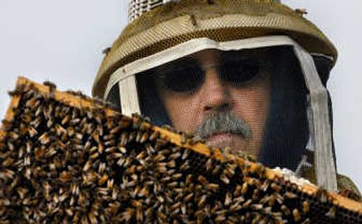 
Dave Landry of Three Bee Honey Co. inspects a bee hive in Rathdrum. The owner of the company, Chad Moore, is a third-generation commercial beekeeper. 
 (KATHY PLONKA photos / The Spokesman-Review)