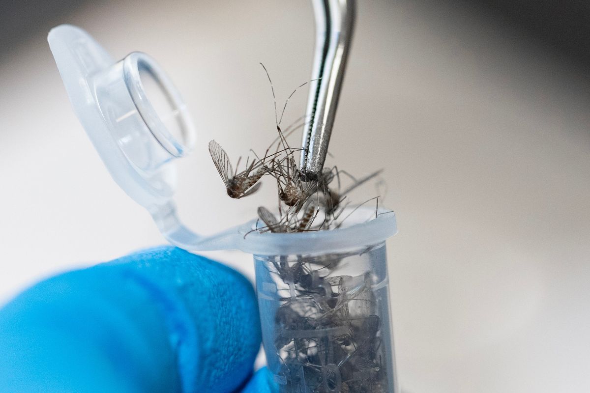 Benton County Mosquito Control District surveillance technician Kylie Morgan inserts dead mosquitoes into vials so that they can be tested for West Nile virus, among other diseases.  (Seattle Times)