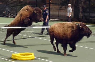 
Two of nine American bison that escaped from Buzz Berg's Stevenson, Md. farm run from police and volunteers Tuesday on a tennis court at Greene Tree gated community in Pikesville, Md. 
 (Associated Press / The Spokesman-Review)
