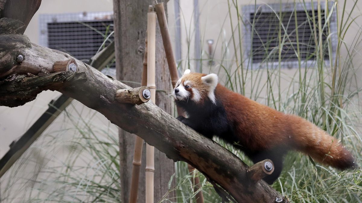Seattle zoo to debut twin red panda cubs | The Spokesman-Review