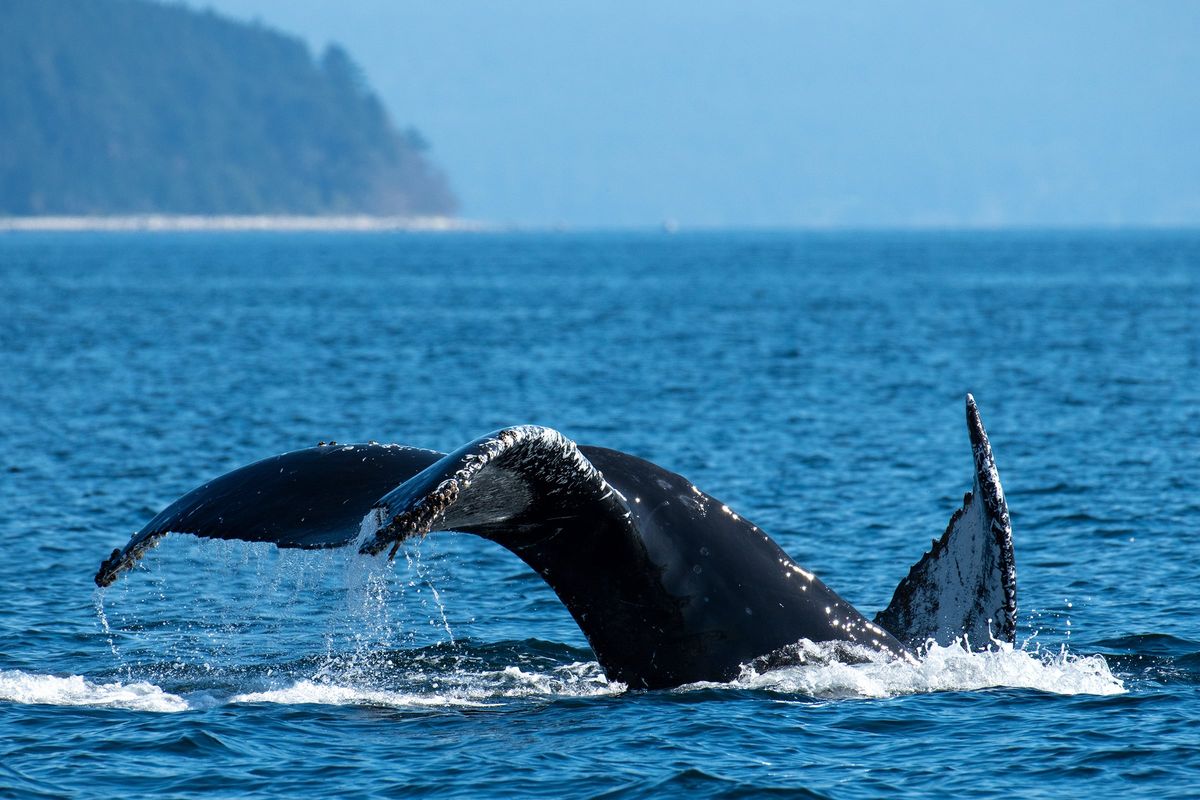 A humpback whale on the waters of the Salish Sea near Campbell River in British Columbia, Canada.  (Dreamstime/Dreamstime/TNS)
