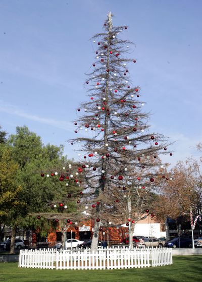 The city’s Christmas tree is shown Friday at Todos Santos Plaza in Concord, Calif. Officials say  the tree is saving the city about $20,000 over  a cut one.  (Associated Press)