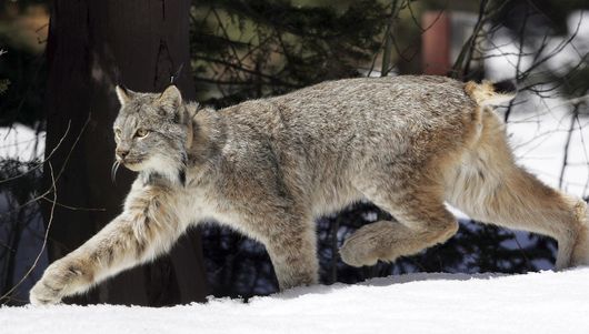 Lynx live in a 'small part' of available Washington habitat, study ...