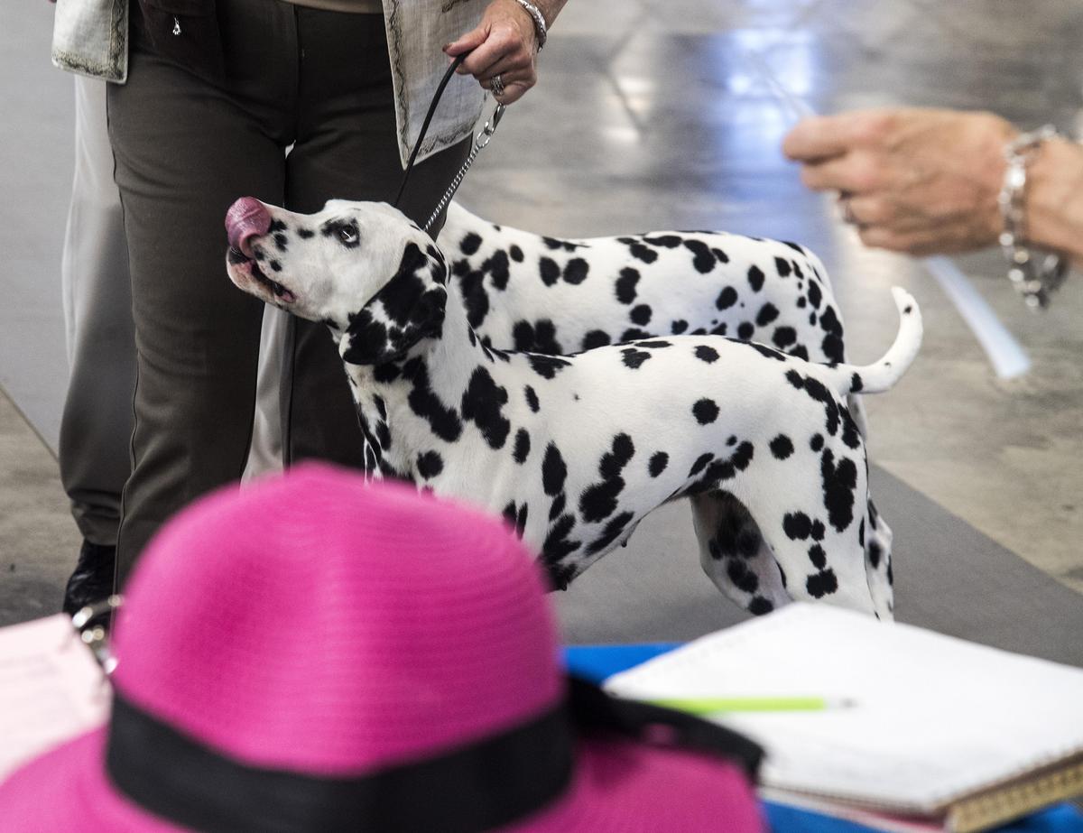 Coeur d’Alene’s American Kennel Club dog show | The Spokesman-Review