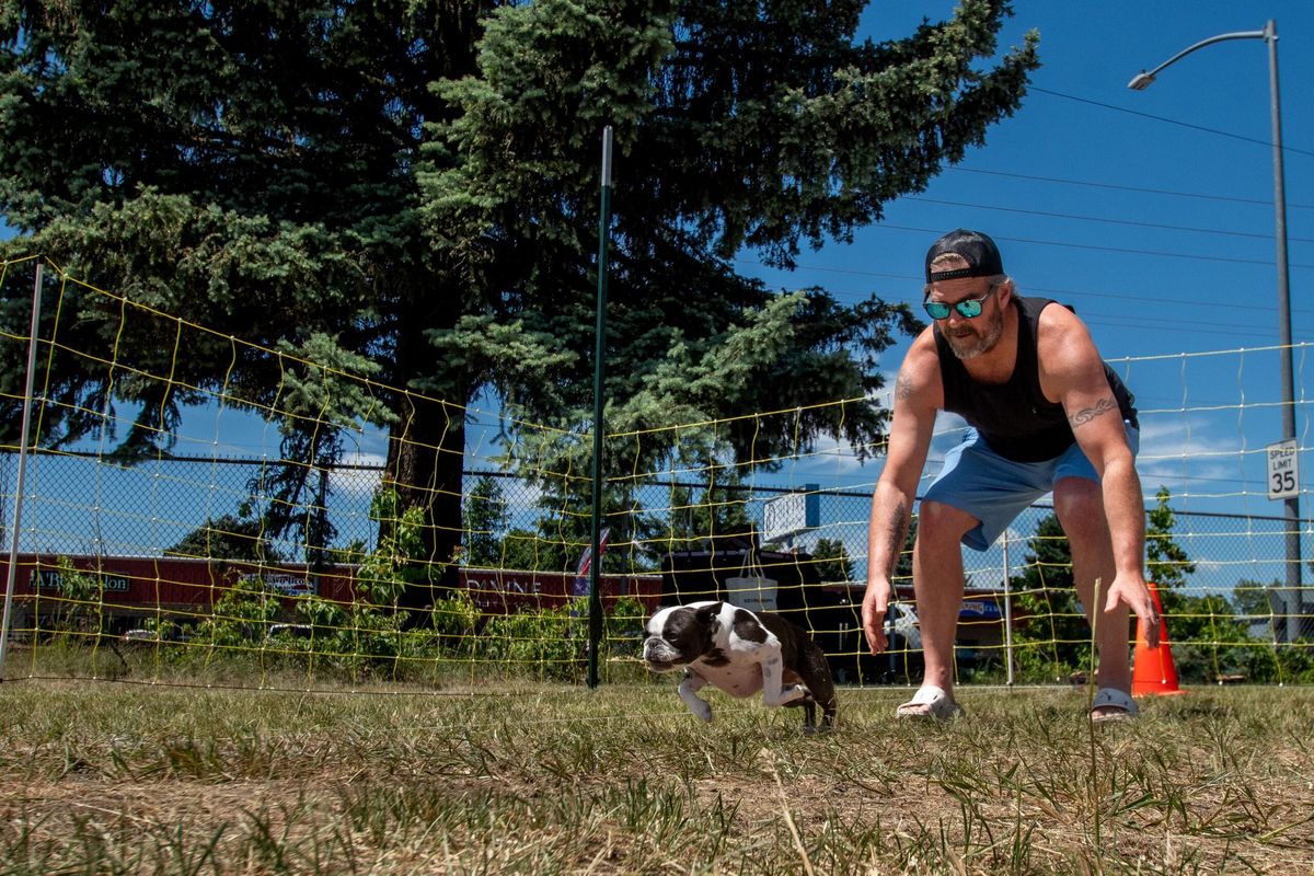 Louie the Boston terrier bolts out of Adam Miller’s grasp in the Fast CAT release zone Saturday during the Inland Empire Kennel Association’s event at the Kootenai County Fairgrounds in Coeur d’Alene. (Angela Schneider/The Spokesman-Review)